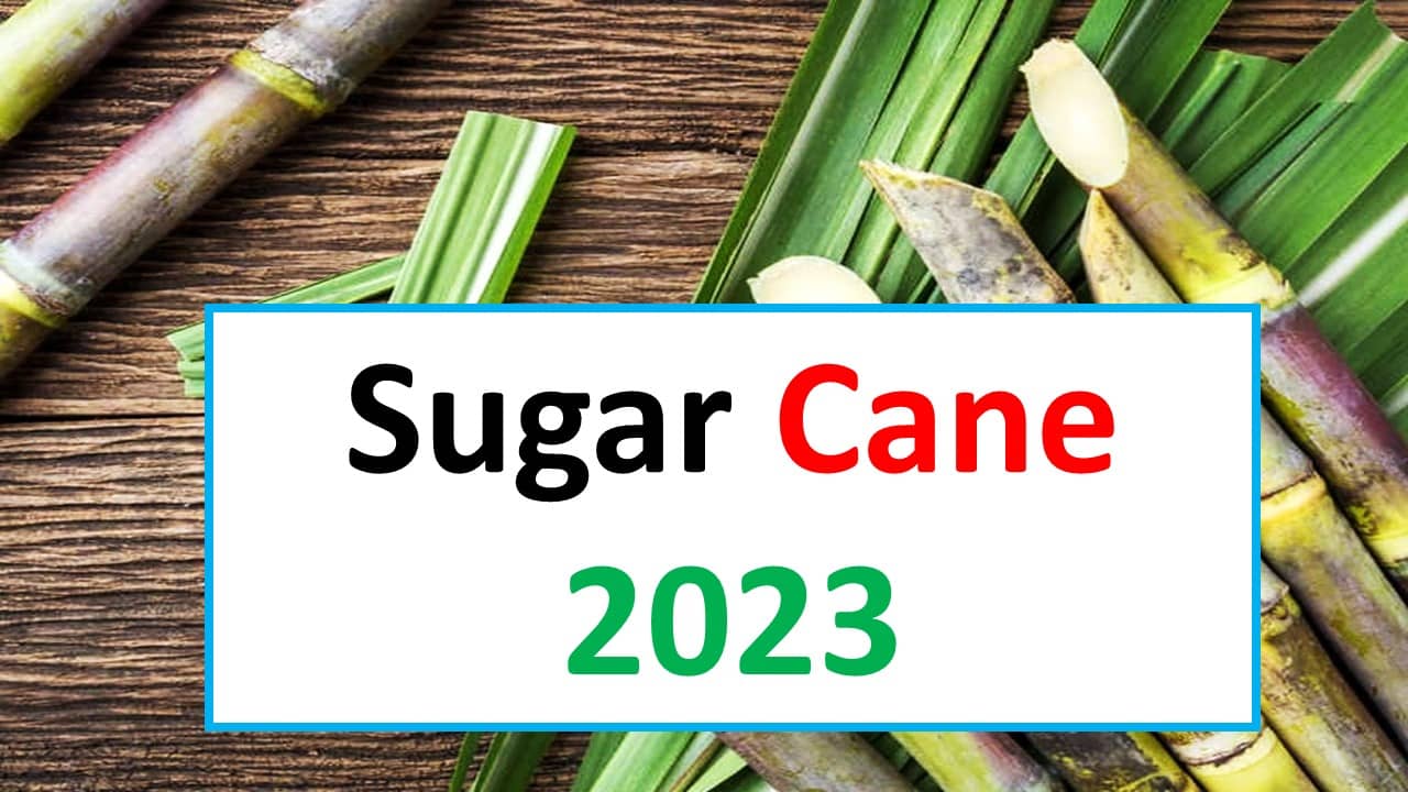 Sugar Cane 2023 