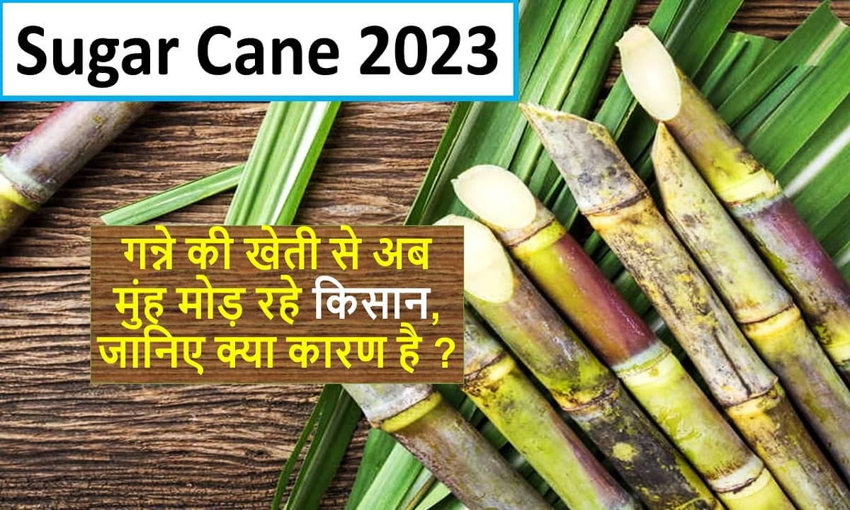 Sugar Cane 2023
