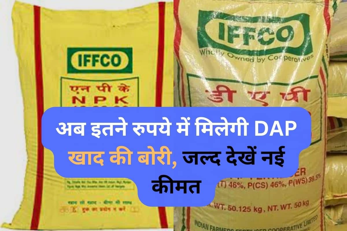 DAP Fertilizer Price New Update