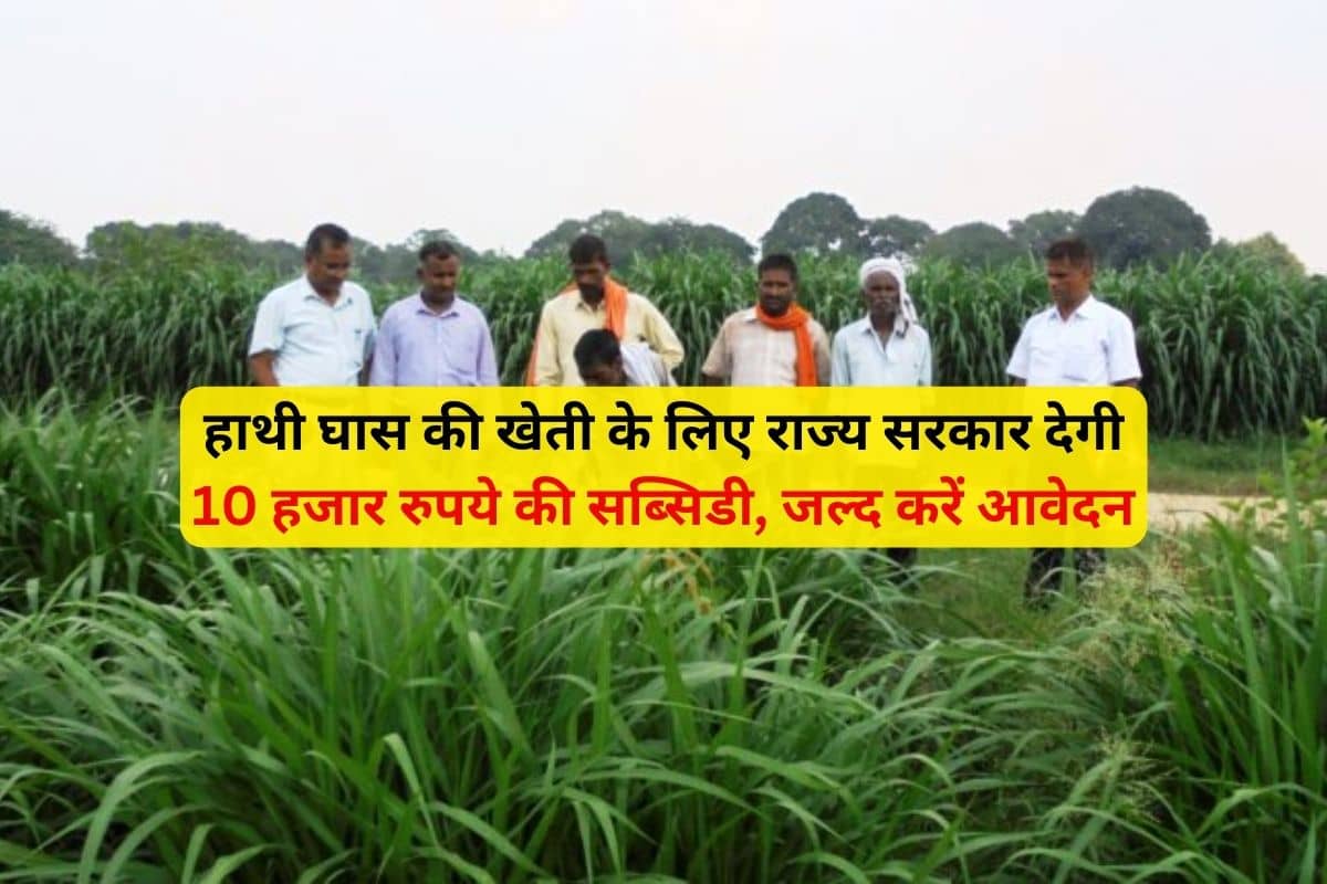 हाथी घास की खेती के लिए राज्य सरकार देगी 10 हजार रुपये की सब्सिडी,