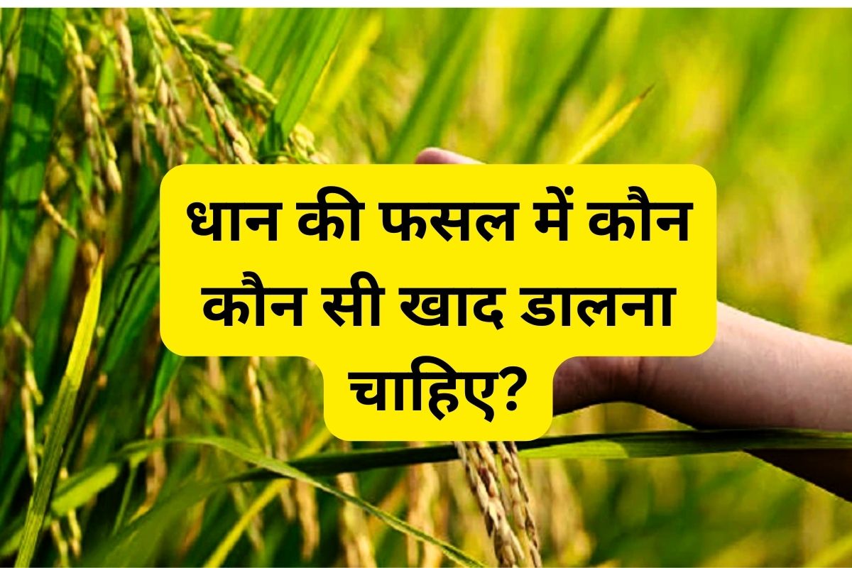 Which fertilizer should be applied in paddy crop?