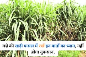 Keep these things in mind in standing crop of sugarcane