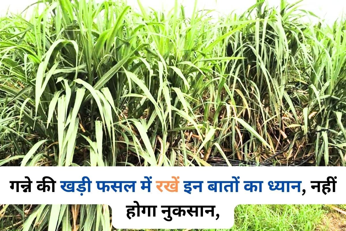 Keep these things in mind in standing crop of sugarcane