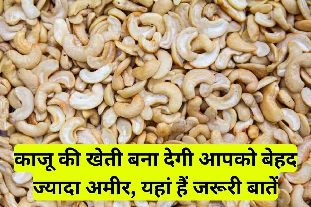 Cashew Cultivation