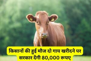 Cow Pr Milenge 80000 Rupees