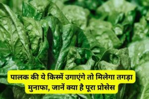 Spinach Farming