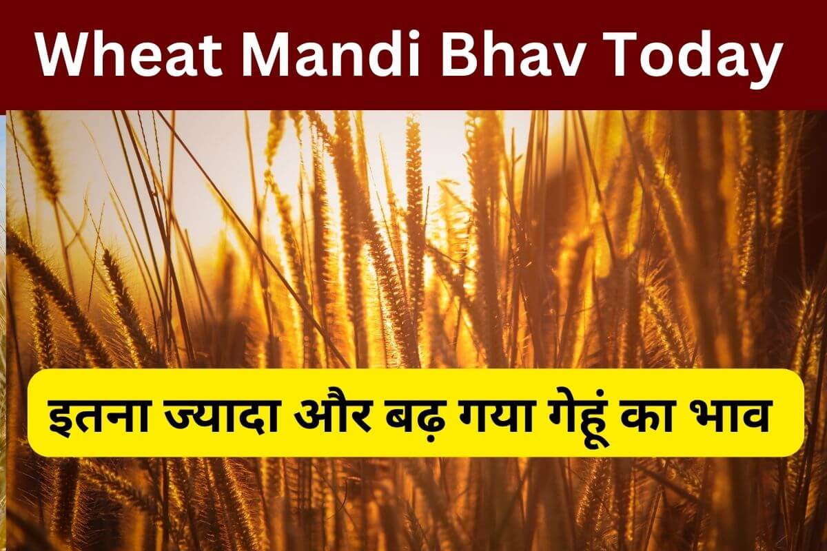 Wheat Mandi Bhav Today