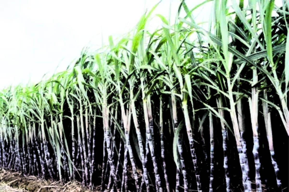 Sugarcane Production