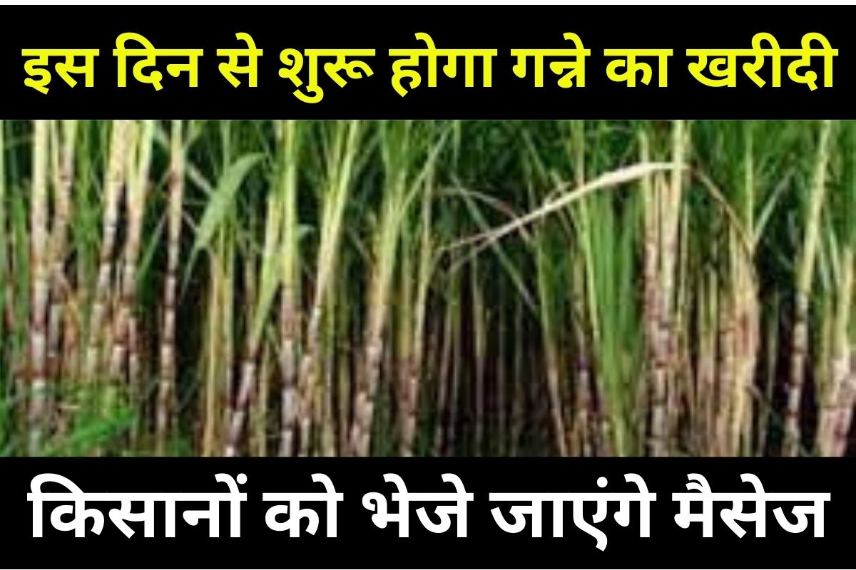 Sugarcane Purchase